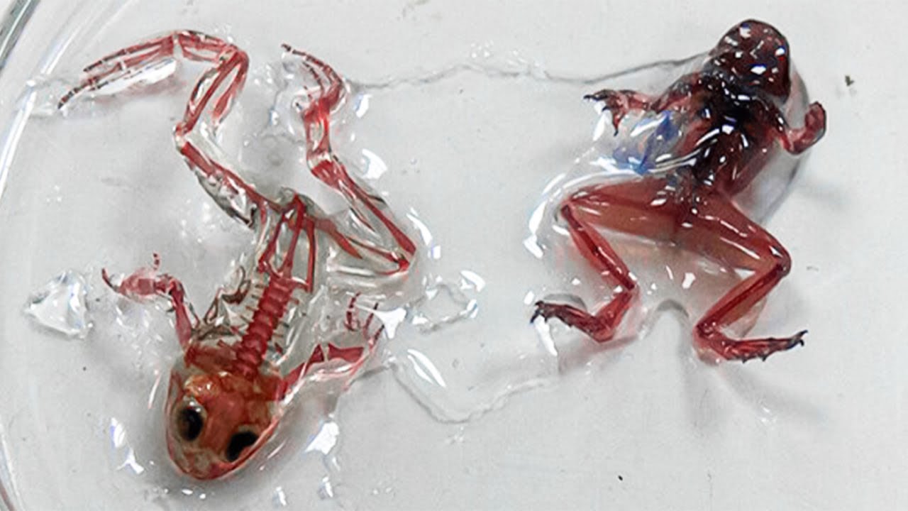 10 Animaux Qui Ont Été Clonés avec Succès par les Scientifiques YouTube