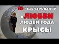 10  РАЗОЧАРОВАНИЙ В ЛЮБВИ ЛЮДЕЙ ГОДА КРЫСЫ