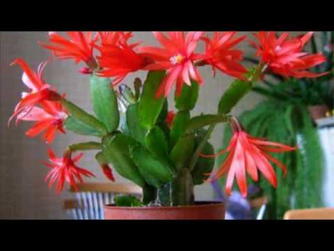 Video: Cactus round: növləri, adları və fotoşəkilləri
