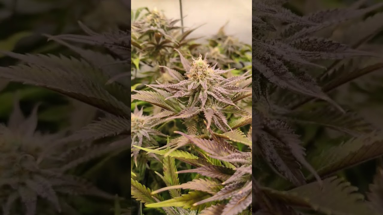 Week 6 - Flower Update 🔥