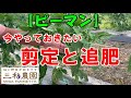 【ピーマン】今やっておきたい「剪定」と「追肥のタイミング」。NO478（2022.6.16）