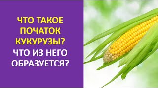 5. Что такое початок кукурузы? Что из него образуется?