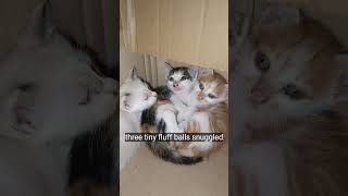 Download Lagu cutte #cat MP3