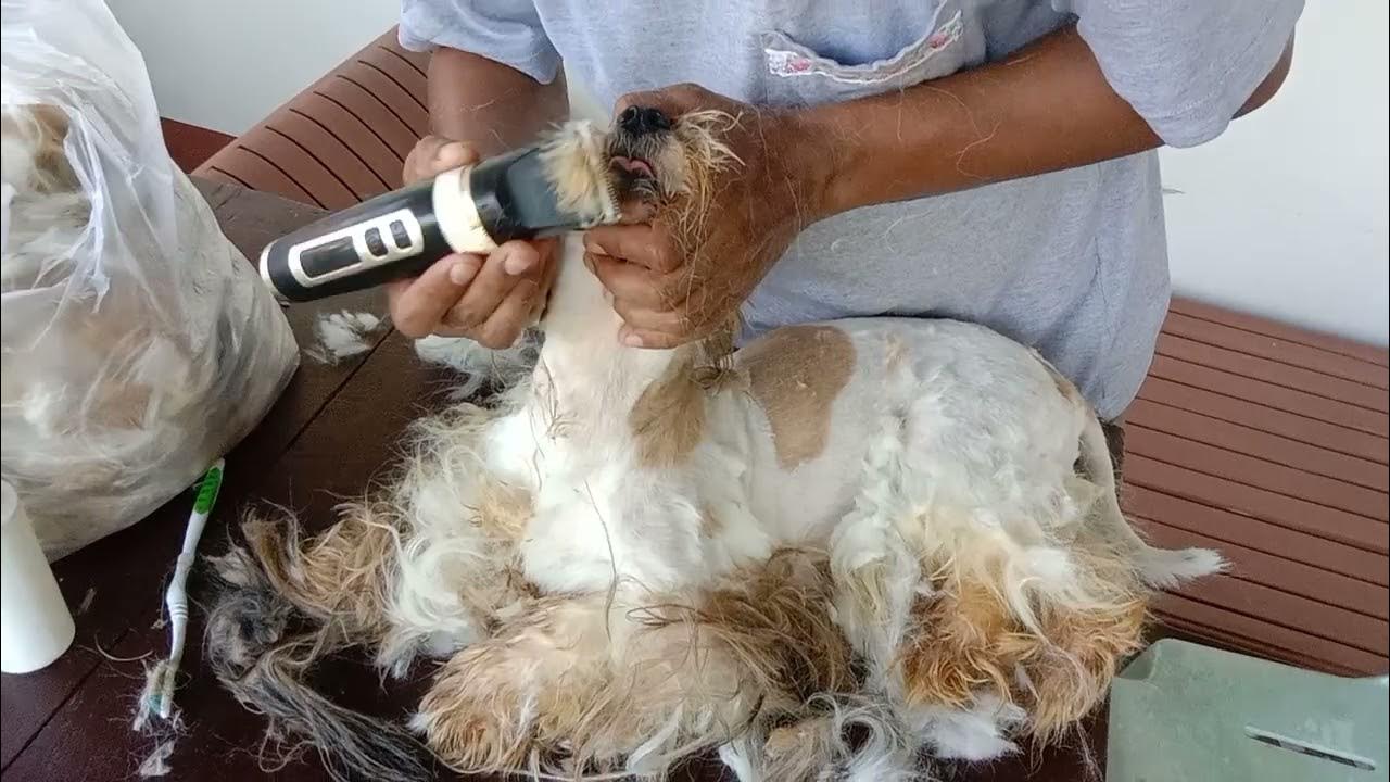 MANGATAREM PANGASINAN PET GROOMING HOME SERVICE SHIH TZU TAHIMIK AT