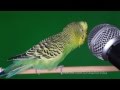 Попугай Кеша с микрофоном напевает и пританцовывает !!! – keshacheresha
