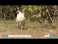 Ref:U24-FRexv00 Querelle autour d'un coq � saint-pardoux-la-rivi�re