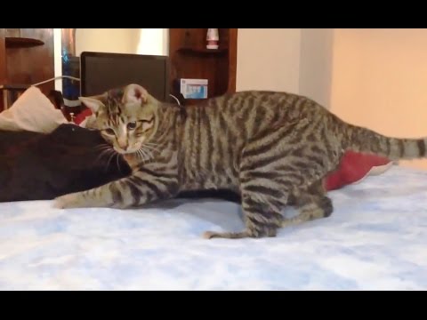 Cats Confused by Waterbeds