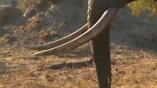 June 11 WildEarth Sunrise SafariLIVE ft. Elephants and more!