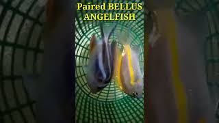 ANGEL BELLUS PASANGAN #youtubeshorts #bellusangelfish #ikanangelbellus #femalebellusangelfish