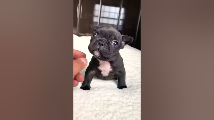 Anak Anjing Lucu #shorts #video
