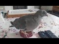 Wood pigeon chucks his food over his shoulder he wants to eat my food.