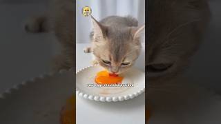 Should I give egg to my cat?