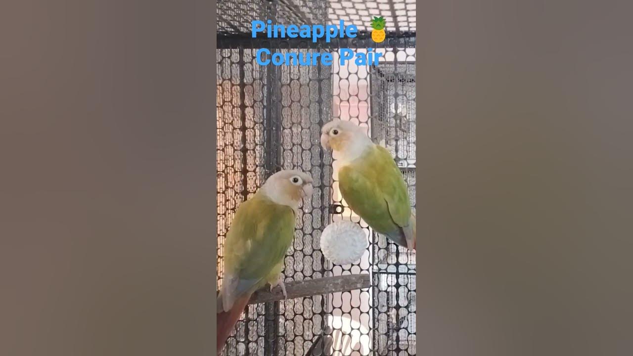 pineapple Conure 🍍 Breeding pair of my Aviary bird lovebird 