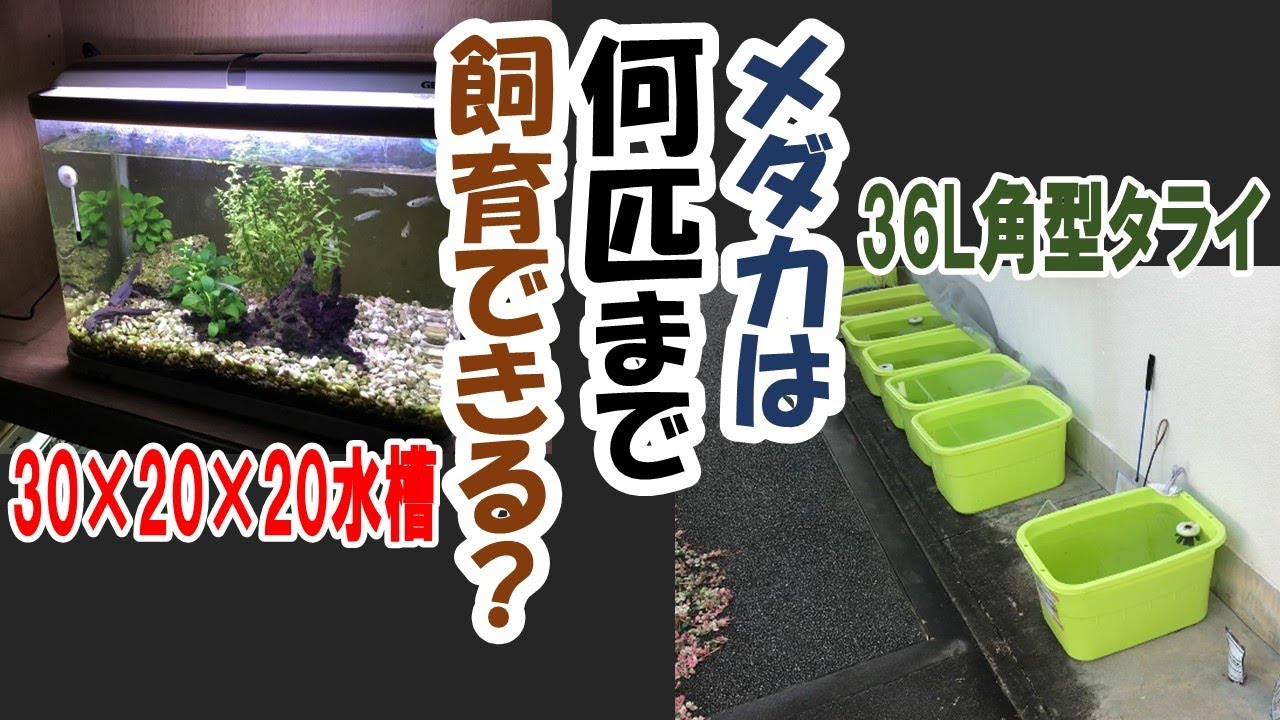 Keeping Medaka Fish] How many medaka fish, and what size, can be
