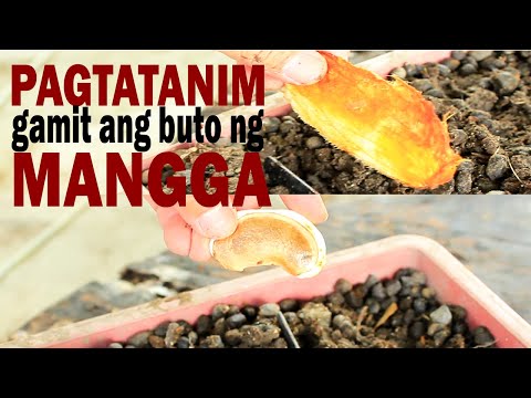 Video: Paano Mag-install Ng Isang Handa Na Server Ng Mangga