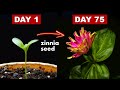 Growing zinnia flower from seed  75 days time lapse