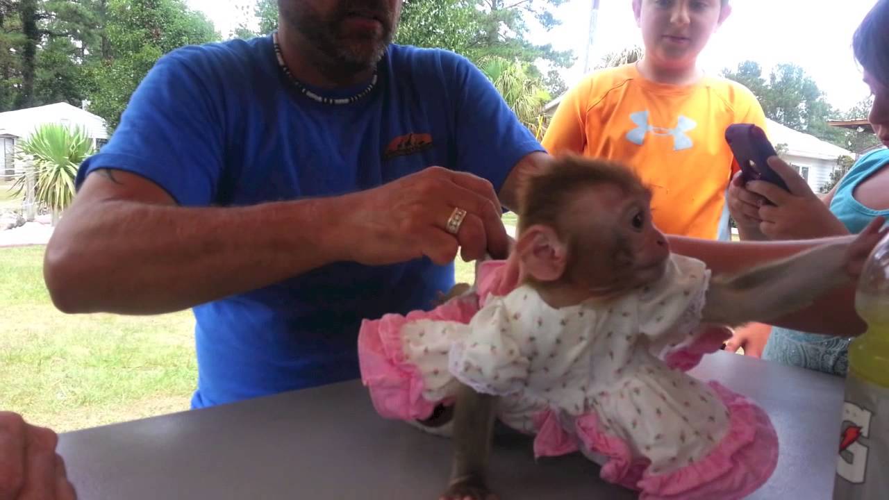 Aloha Safari Zoo YouTube aloha-safari-zoo-youtube