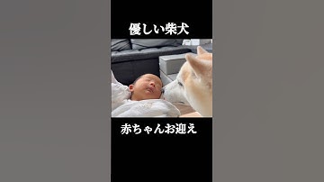 優しすぎる柴犬が赤ちゃんと出会う #shorts #shibainu