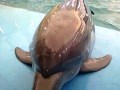 Одесский дельфинарий &quot;Немо&quot; ( Dolphines )