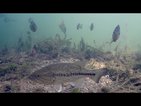 What Happens When You Fish for Spawning Bass? Underwater Bed Fishing Tutorial