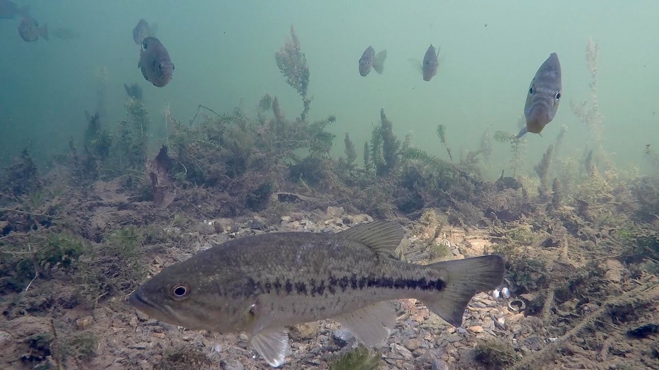 What Happens When You Fish for Spawning Bass? Underwater Bed