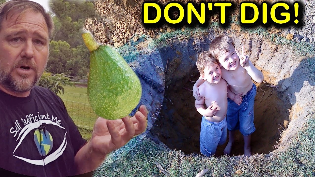 How To Grow Plant Avocado Trees In Poor Drainage Or Clay Soil How To Grow Plant Avocado Trees In Poor Drainage Or Clay Soil
