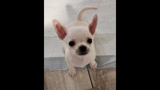 7 Weeks Old Today!  Precious Paws of Florida - Hobby Breeder Chihuahua Puppy Live Stream