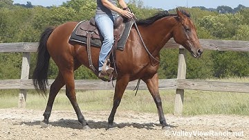 Stylish Molly Rey - riding bridleless! - ValleyViewRanch.net