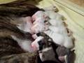 Eight Day Old Bull Terrier Puppies Nursing