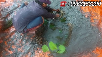 Bể Bạc Giả Ao Tự Nhiên Nuôi Ốc Bươu (Làm Giàu Bằng Nghề Nuôi Ốc Bươu Đen) TT Ốc Bươu Đen ST