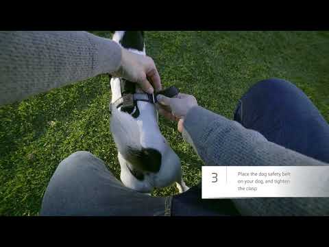 Видео: Как и почему держать домашних животных пристегнутыми ремнями безопасности