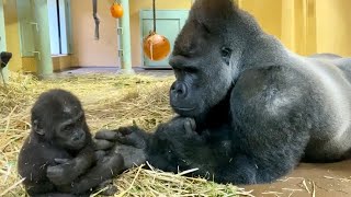 父ちゃん僕だって遊びたい⭐ゴリラ gorilla【京都市動物園】'Dad! I want to play with my brother too!'