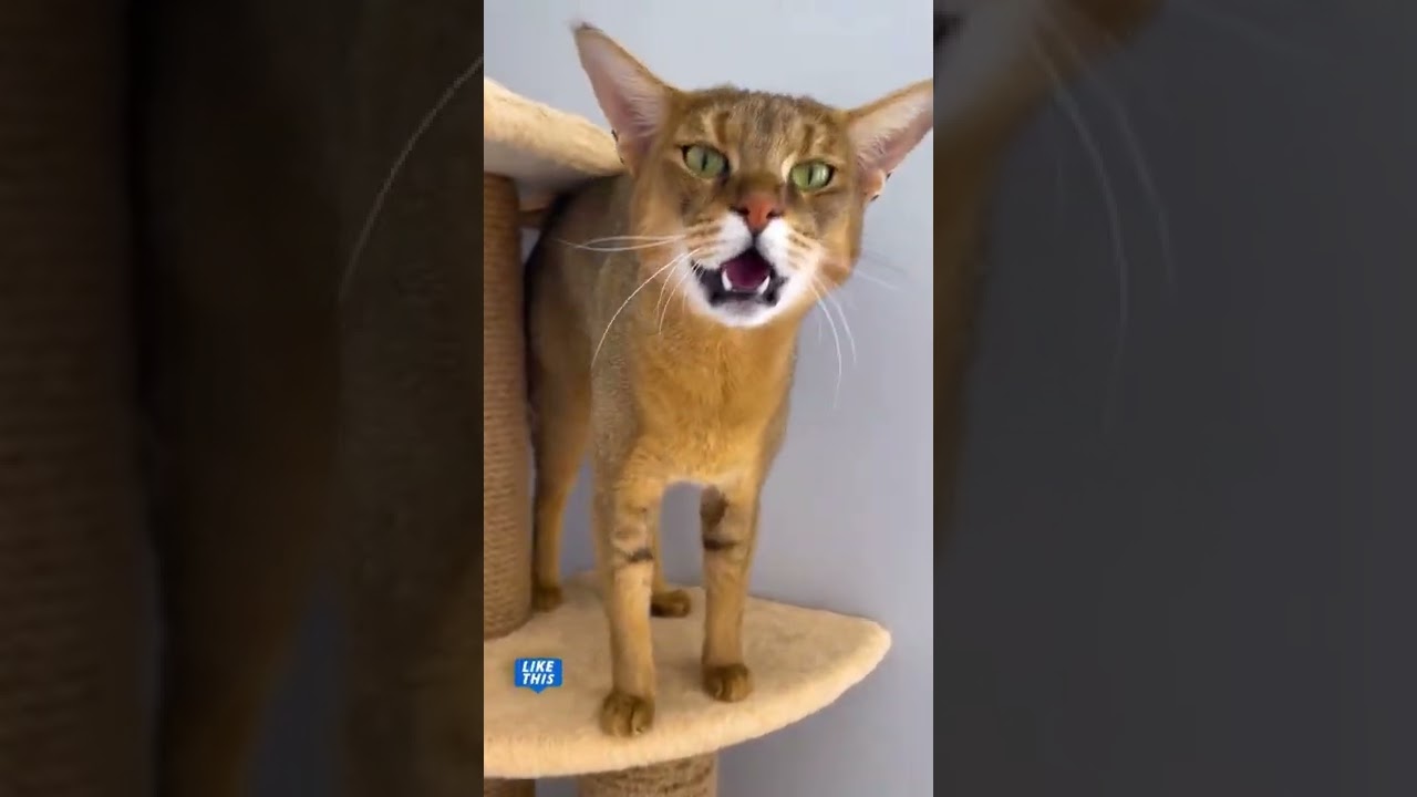 Аня отчитала чаузи Астрид за разбросанные игрушки 🙀