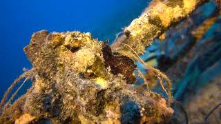 Hawaiian Endemic fish amidst human junk at mesophotic depths.