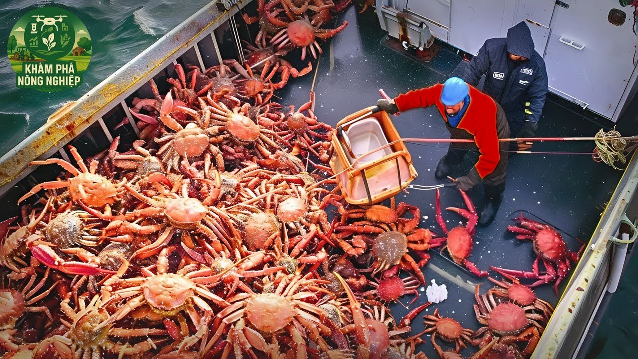 Không Thể Tin Nổi: Ngư Dân Mỹ Bắt Hàng Tấn Cua Hoàng Đế Dưới Lòng Biển Sâu!