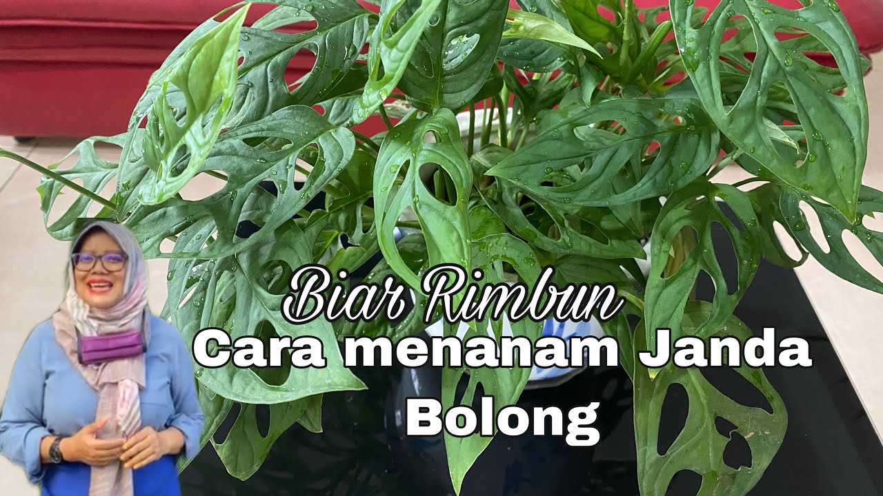 91 ️CARA MENANAM JANDA BOLONG AGAR SUBUR #TERASLAKACO AMBON 