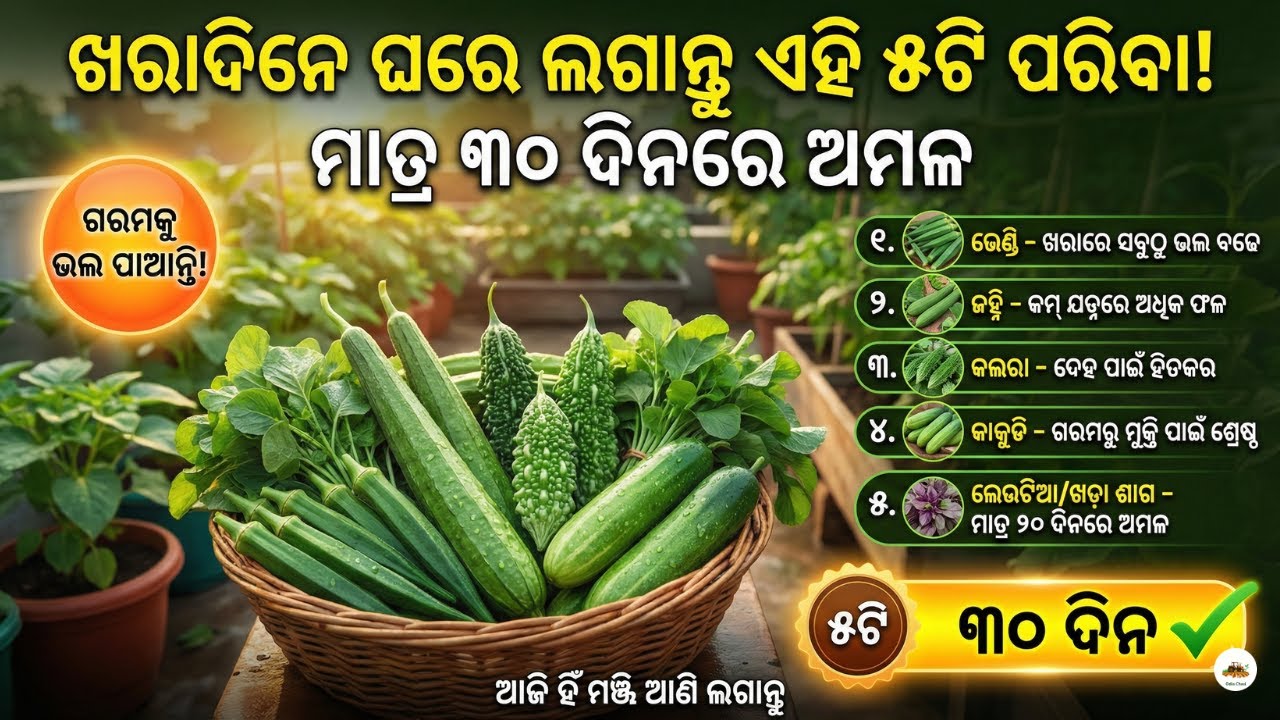 ଖରାଦିନେ ଘରେ ଲଗାନ୍ତୁ ଏହି ୫ଟି ପରିବା! ମାତ୍ର ୩୦ ଦିନରେ ଅମଳ | Top 5 Summer Vegetables