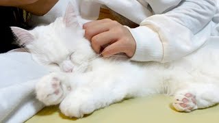 うちの抱き枕はふわふわで気持ちが良いんです!