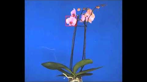 MVA2015 Orchid flower detection using OpenCV 2.4