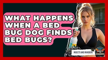 What Happens When A Bed Bug Dog Finds Bed Bugs? - Insects and Invaders