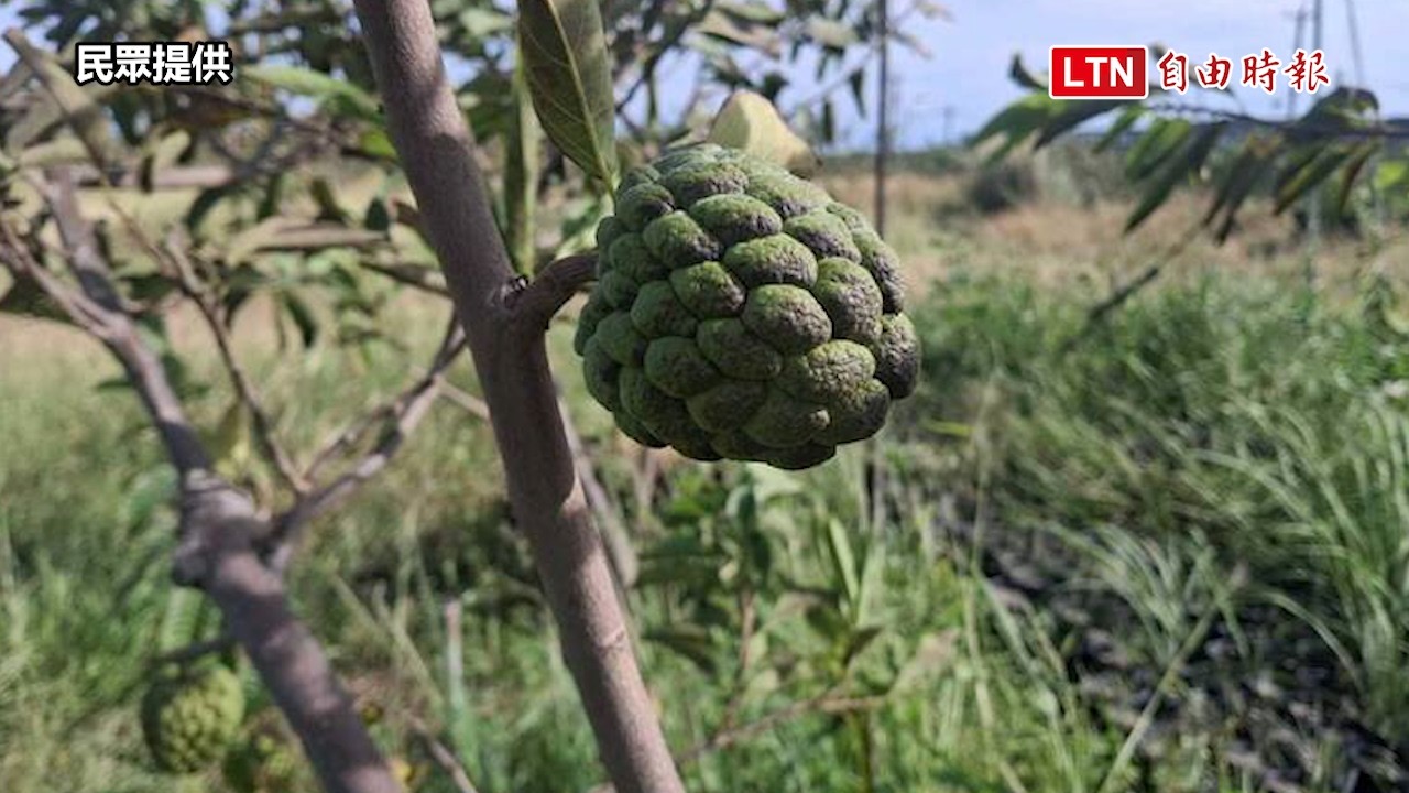水深火熱!台東釋迦遇海水倒灌、焚風日燒 「半鹹水釋迦」快枯死 水深火熱!台東釋迦遇海水倒灌、焚風日燒 「半鹹水釋迦」快枯死