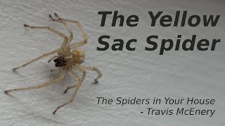 The Spiders in your House  The Yellow Sac Spider