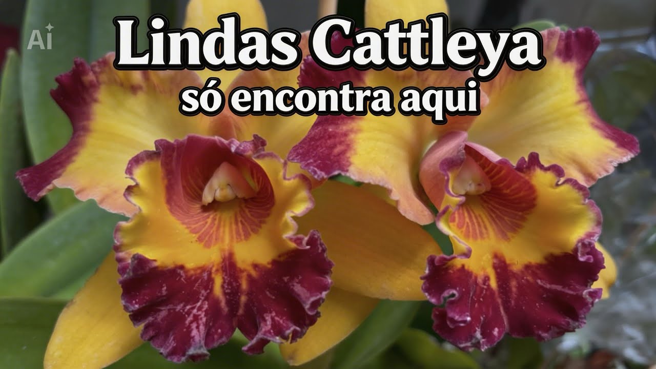 Compre orquideas de qualidade na Especial Orquídeas 