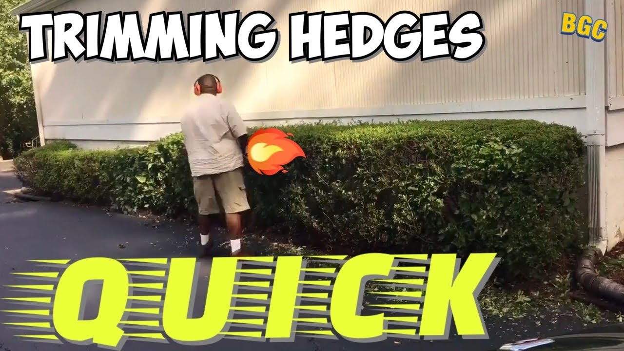 Trimming hedges really Quick // hedge trimming // - YouTube