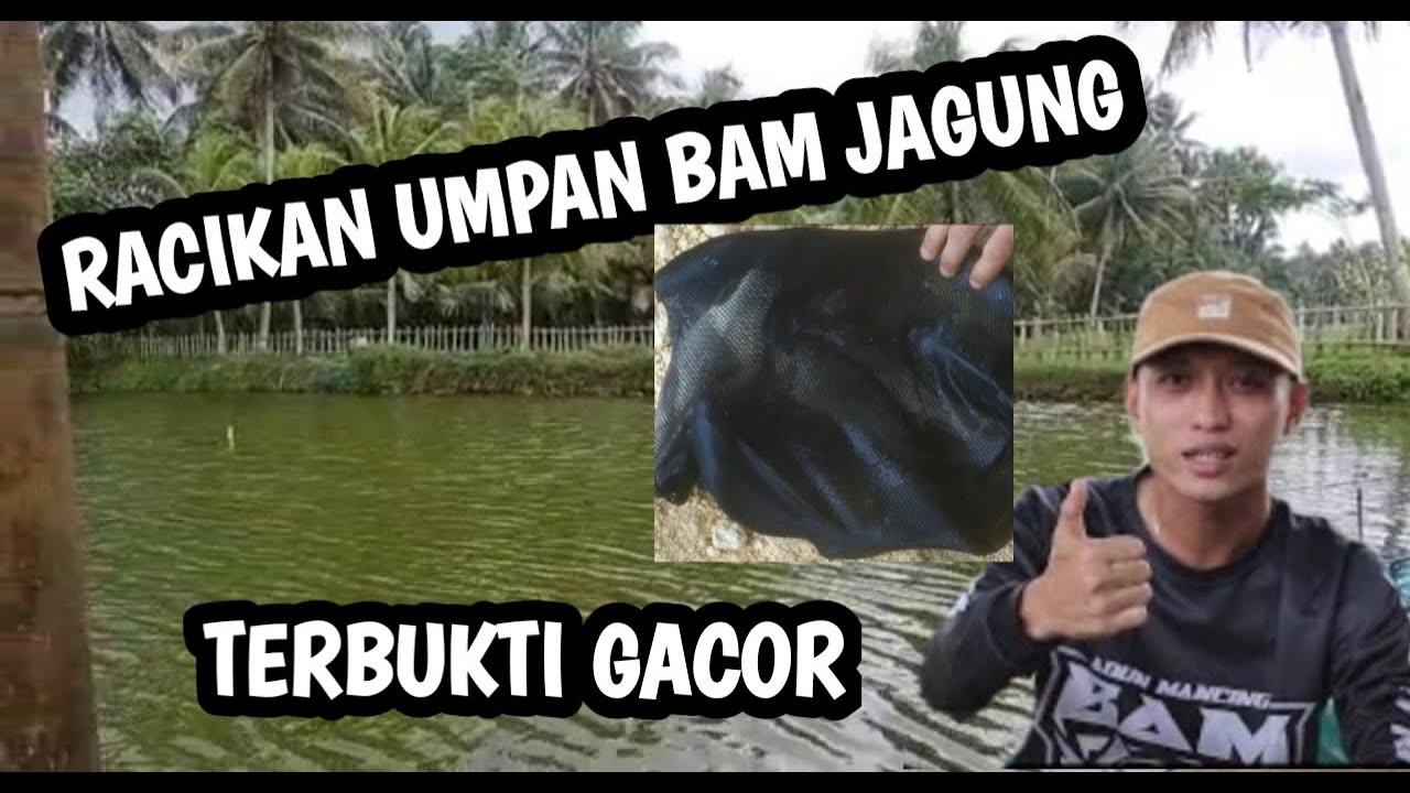 RACIKAN UMPAN IKAN MAS BAM JAGUNG TERBUKTI GACOR