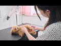 ボサボサな子犬ちゃんをトリミングさせてくれませんか？