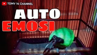 Siulan cucak ijo GACOR efektif buat pancingan ijo bahan