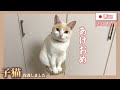 【白猫Live】猫と元旦の凧あげ大会（2021/1/1）