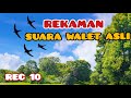 Rekaman Suara Walet Asli Dalam Rbw Rec Mp3 - Mp4 Download