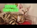 Bengal kitten grooming compilation shorts megacute bengalcat